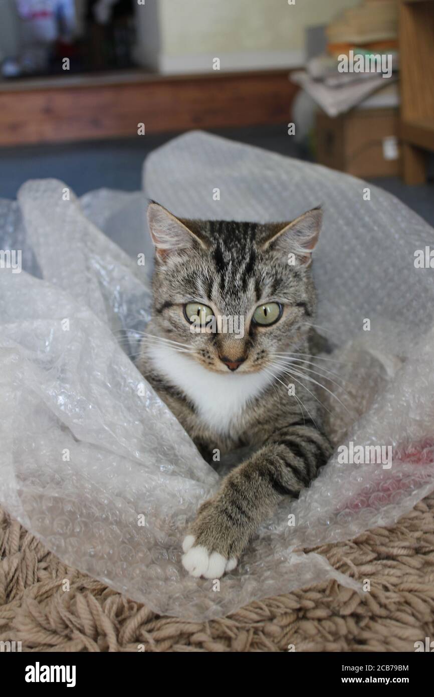 Tabby in bubble wrap Stock Photo