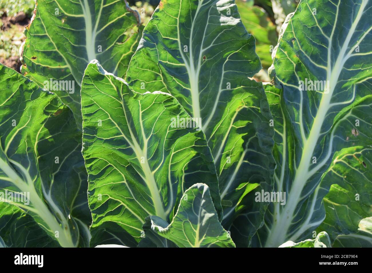 White Veined Leaves Stock Photo