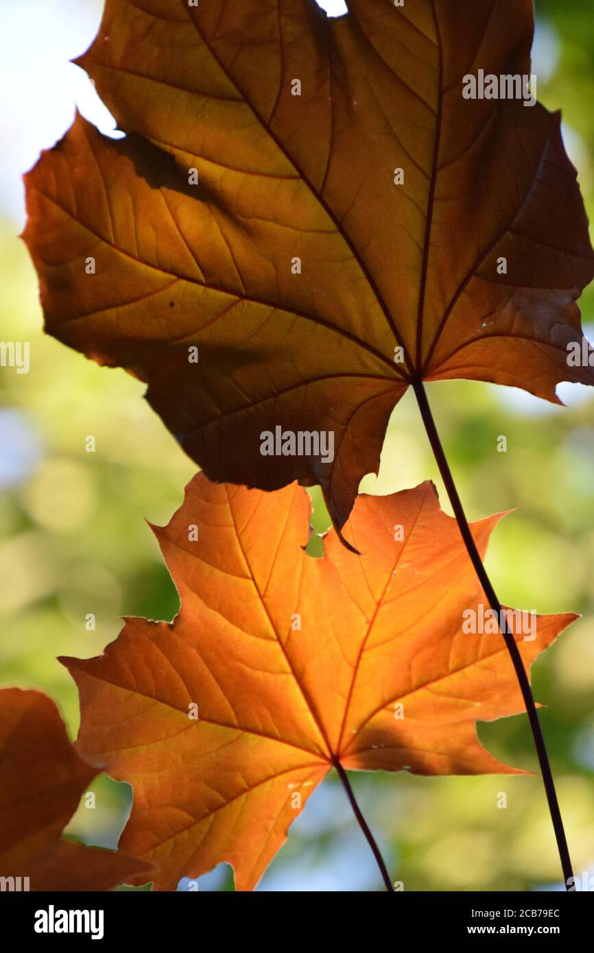 Pair of Brown Leaves Stock Photo