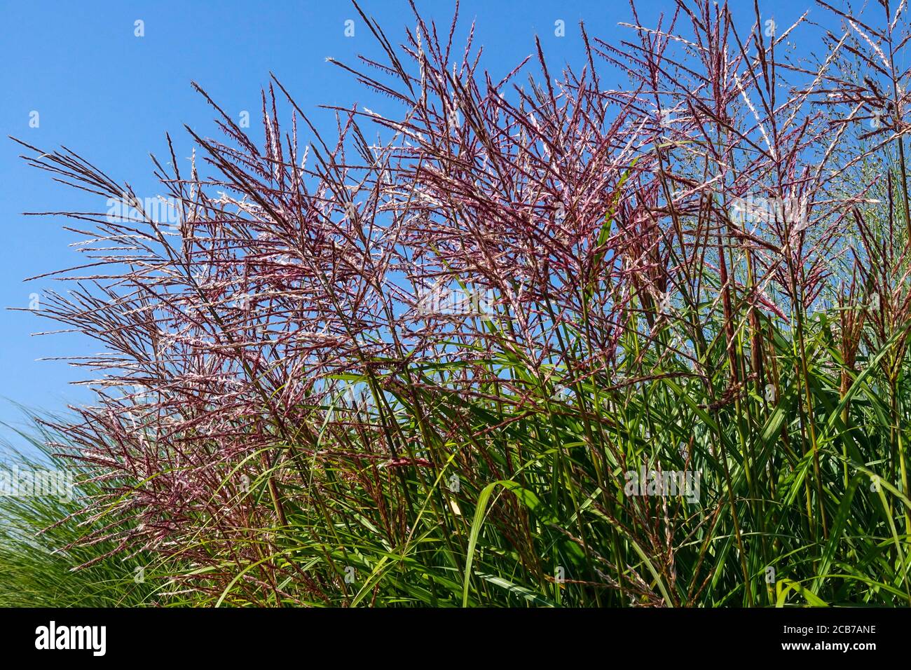 Miscanthus sinensis 'Kaskade' in summer Stock Photo