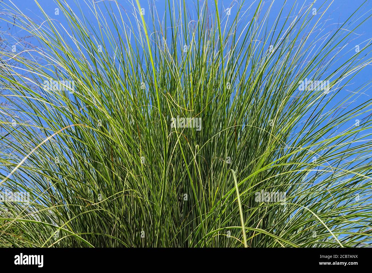 Miscanthus 'Morning Light' in summer Stock Photo