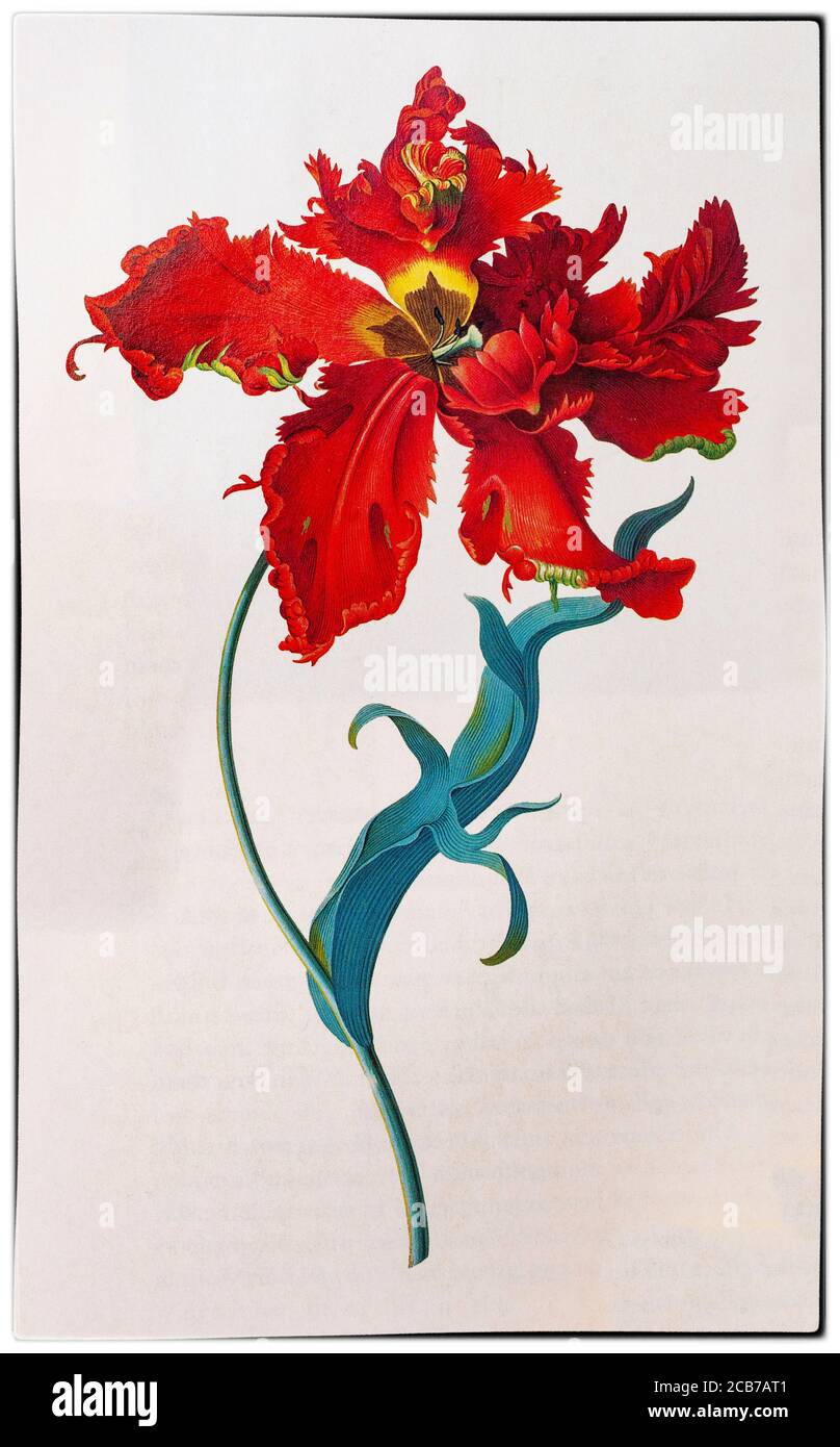 The Parrot tulip, Tulipa gesneriana, painted by Georg Dionysius Ehret (1708-1770), a German botanist and entomologist known for his botanical illustrations who became one of the most influential European botanical artists of all time. His first illustrations were in collaboration with Carl Linnaeus and George Clifford in 1735-1736. Clifford, a wealthy Dutch banker and governor of the Dutch East India Company was a keen botanist with a large herbarium. Stock Photo