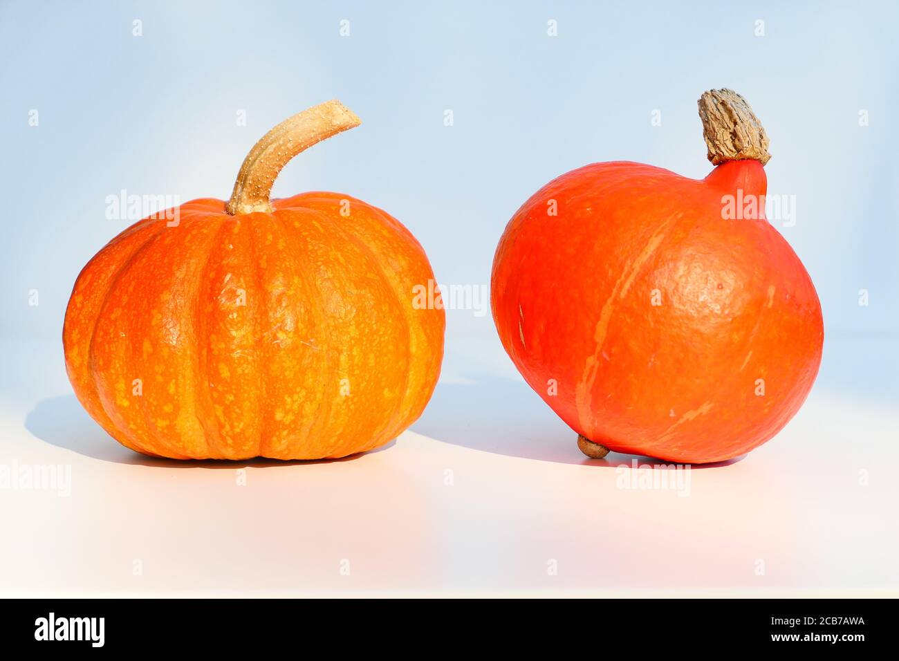 Two orange pumpkins, different varieties: Kabocha and Uchiki Kuri Hokkaido squash, Stock Photo