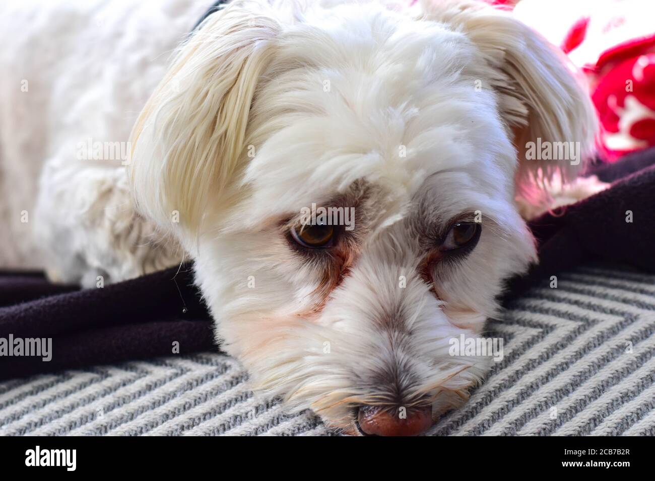 Maltese poodle Cross dog Stock Photo