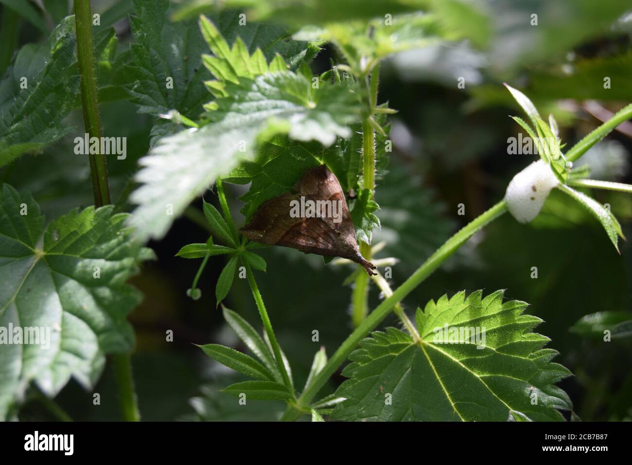 The Snout moth on nettle Stock Photo
