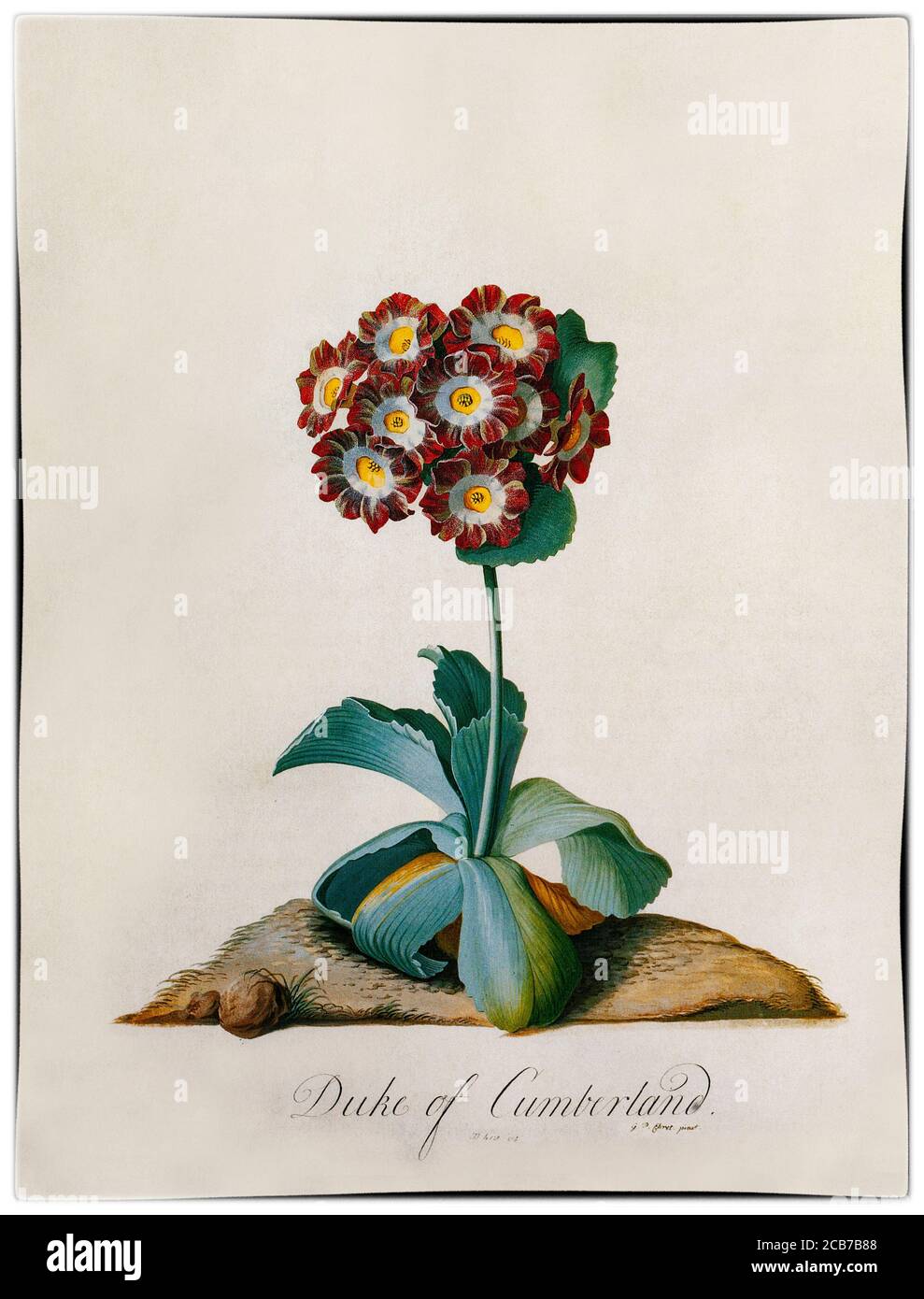 Auricula 'Duke of Cumberland' painted by Georg Dionysius Ehret (1708-1770),  a German botanist and entomologist known for his botanical illustrations who became one of the most influential European botanical artists of all time. His first illustrations were in collaboration with Carl Linnaeus and George Clifford in 1735-1736. Clifford, a wealthy Dutch banker and governor of the Dutch East India Company was a keen botanist with a large herbarium. Stock Photo