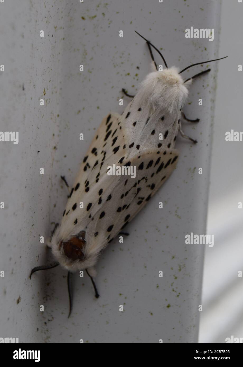 White Ermine Moth