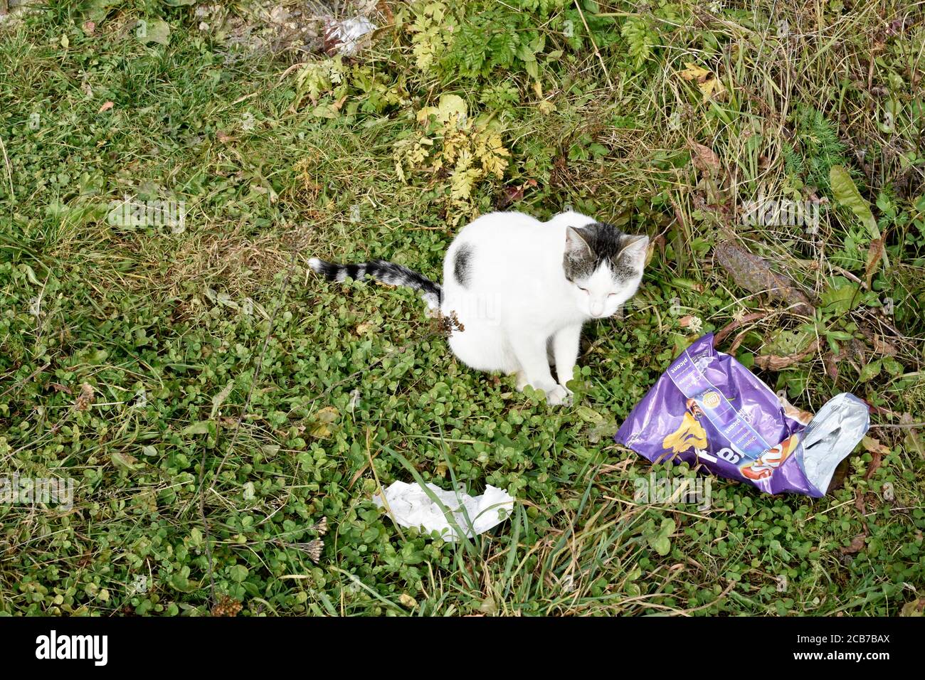 Little cat on the grass in the forest, near a throw away wrapper. Stock Photo
