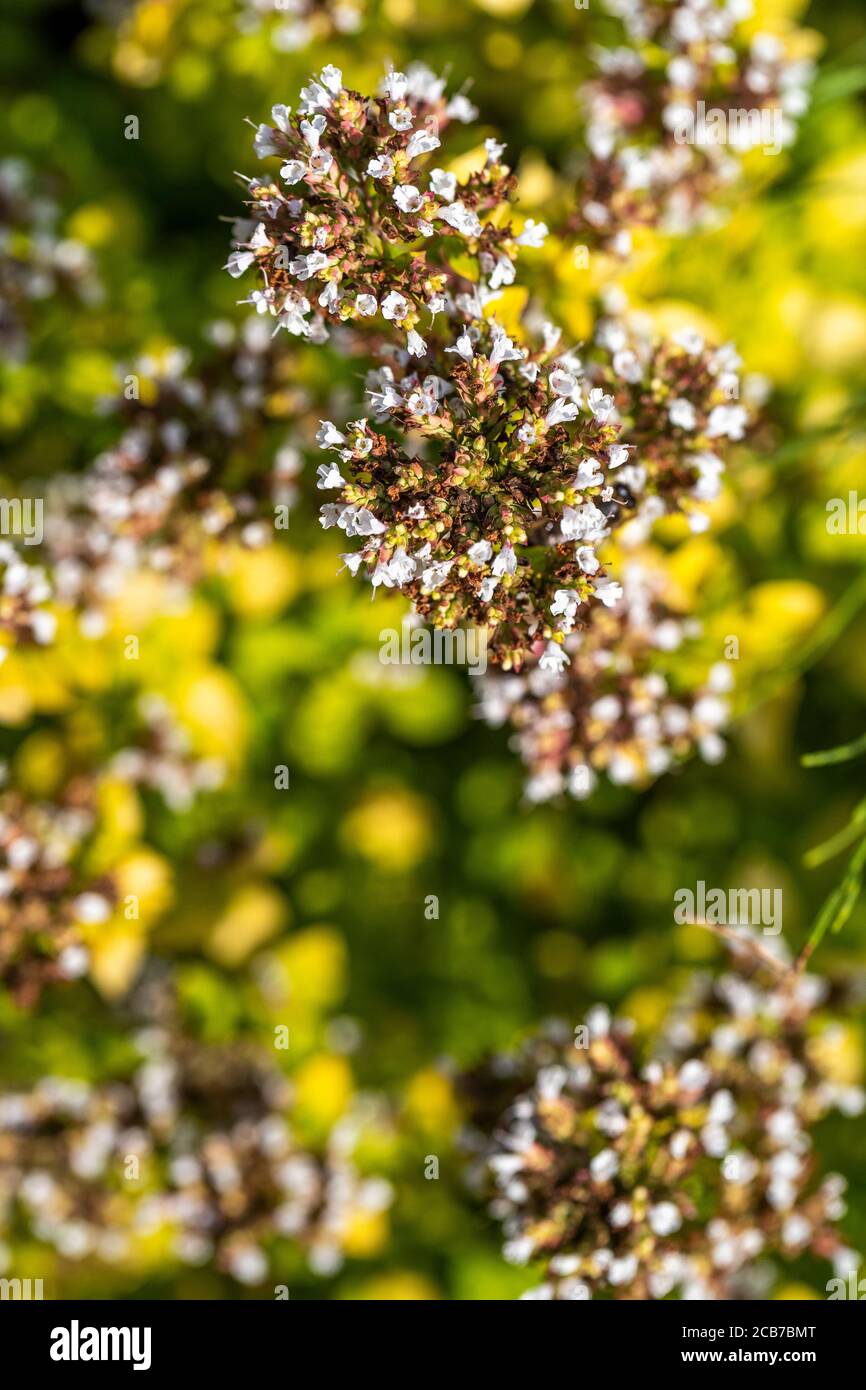 Golden oregano herb. Pollinator friendly plant species in a wildlife