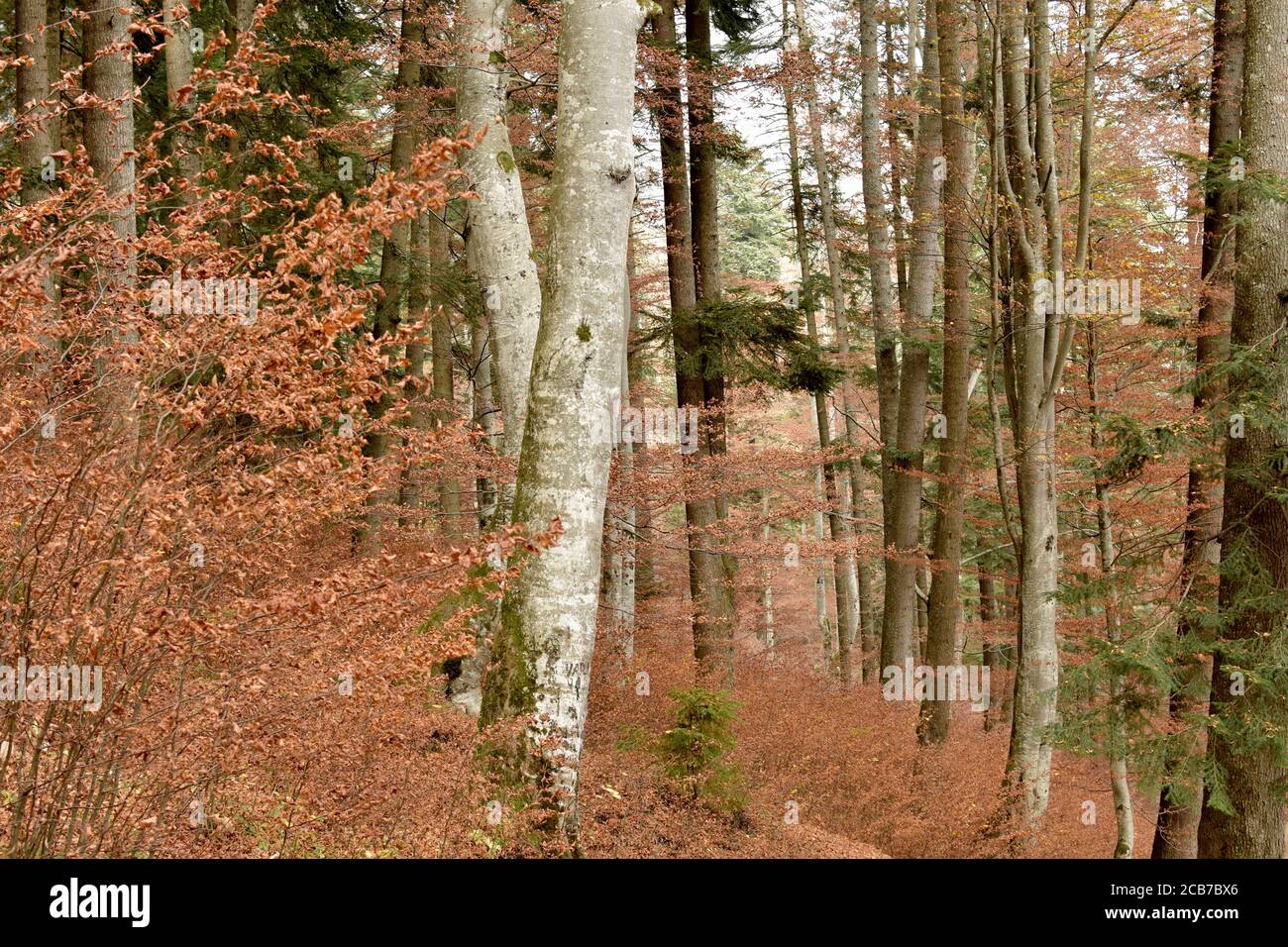 Front view of trees in the forest on autumn season. Stock Photo