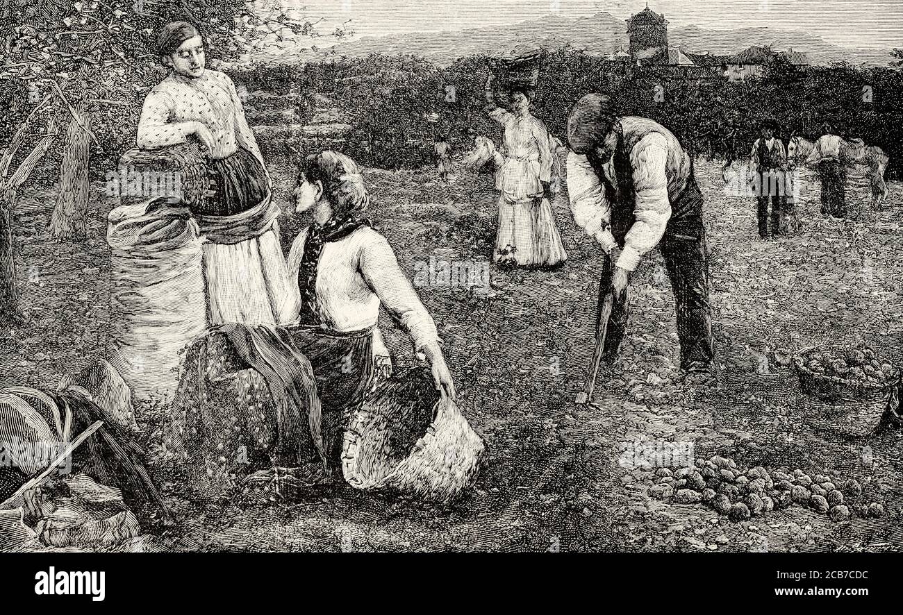 Traditional harvesting of potatoes in the field in 19th century, Spain. Old XIX century engraved illustration from La Ilustracion Española y Americana 1894 Stock Photo