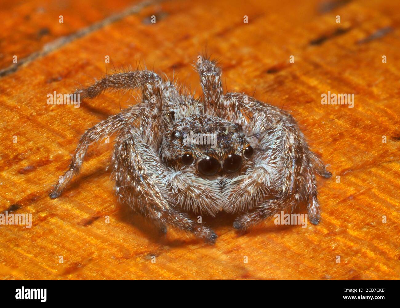 Jumping Spider Paddle Battle