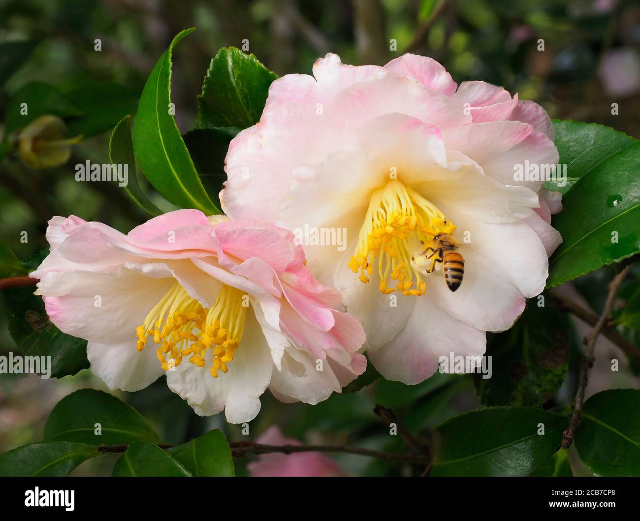 A Focus Stacked Closeup Image of Pink and White Camellias with a Honey Bee Stock Photo
