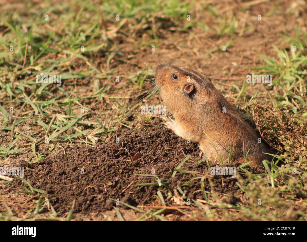 Closeup shot of an adorable tuco-tuco coming out of a burrow Stock Photo