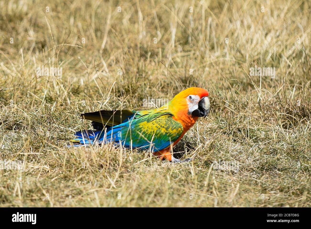 London, UK.  11 August 2020.  UK Weather: Rio, a 3 year old tropicana macaw, being put through her paces by her trainer on Primrose Hill in temperatures of 34C.  The forecast is for the heatwave to continue before thunderstorms arrive towards the end of the week.  Credit: Stephen Chung / Alamy Live News Stock Photo