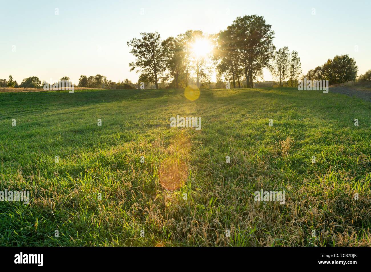 Tree trees grass field people hi-res stock photography and images - Alamy