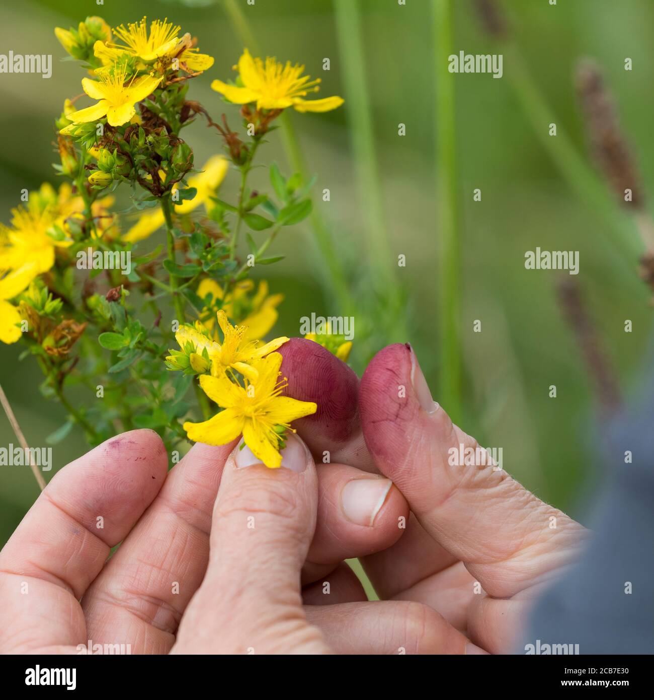 Johanniskraut, Blüte wird zwischen Fingern zerrieben und färbt rot, roter Farbstoff, Hypericin, „Johannisblut“, Tüpfel-Johanniskraut, Echtes Johannisk Stock Photo