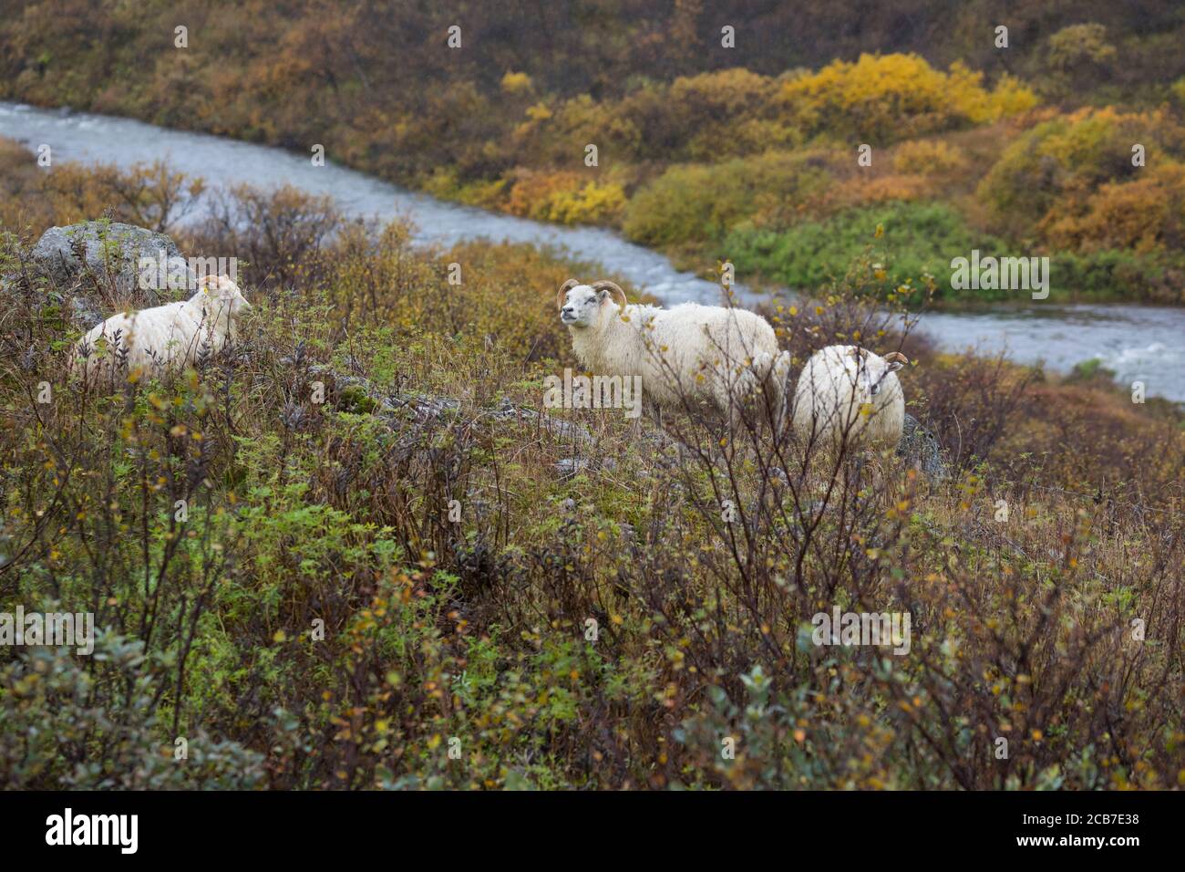 Islandschaf, Islandschafe, Island-Schaf, Island-Schafe, Schafe auf Island, Schafrasse, Icelandic sheep, Iceland Stock Photo