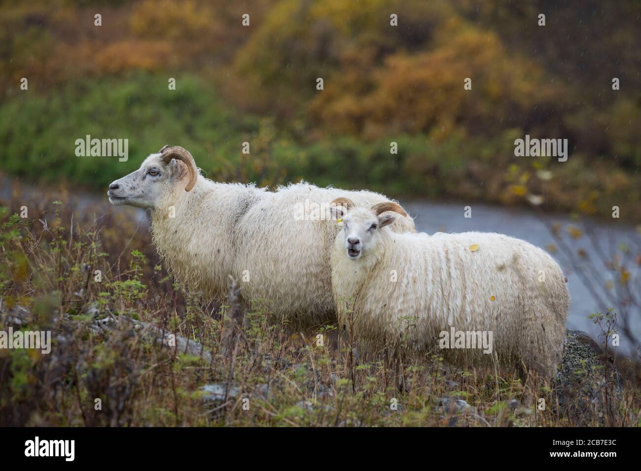 Islandschaf, Islandschafe, Island-Schaf, Island-Schafe, Schafe auf Island, Schafrasse, Icelandic sheep, Iceland Stock Photo