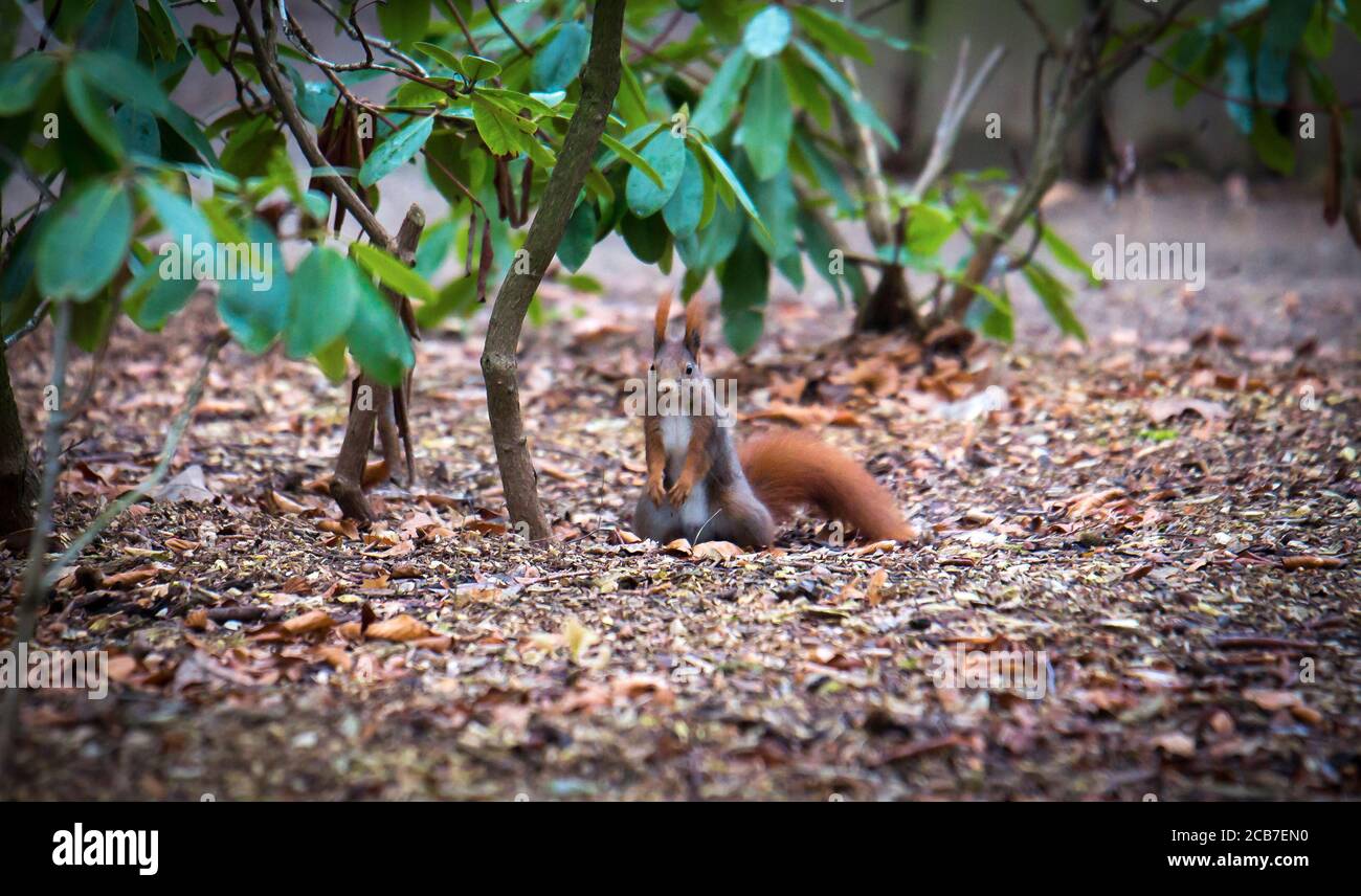Squirrel sitting in the autumn park sunshine autumn colors. Stock Photo