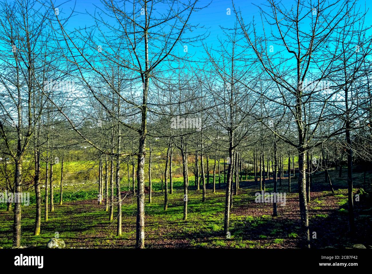 Tree landscape in Nort of Portugal, Chaves, Autumn Season Stock Photo
