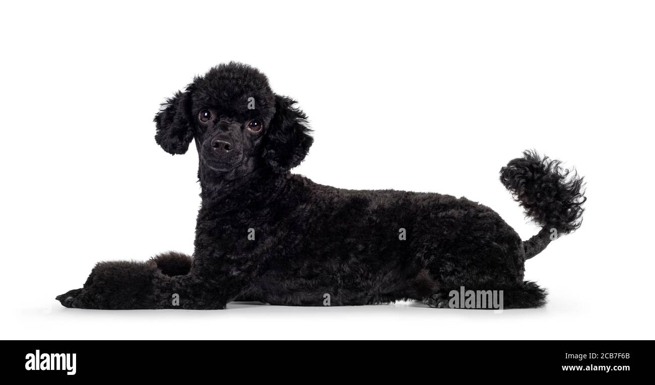 Cute black miniature poodle dog, laying down side ways. Looking straight to camera. Isolated on white background. Stock Photo