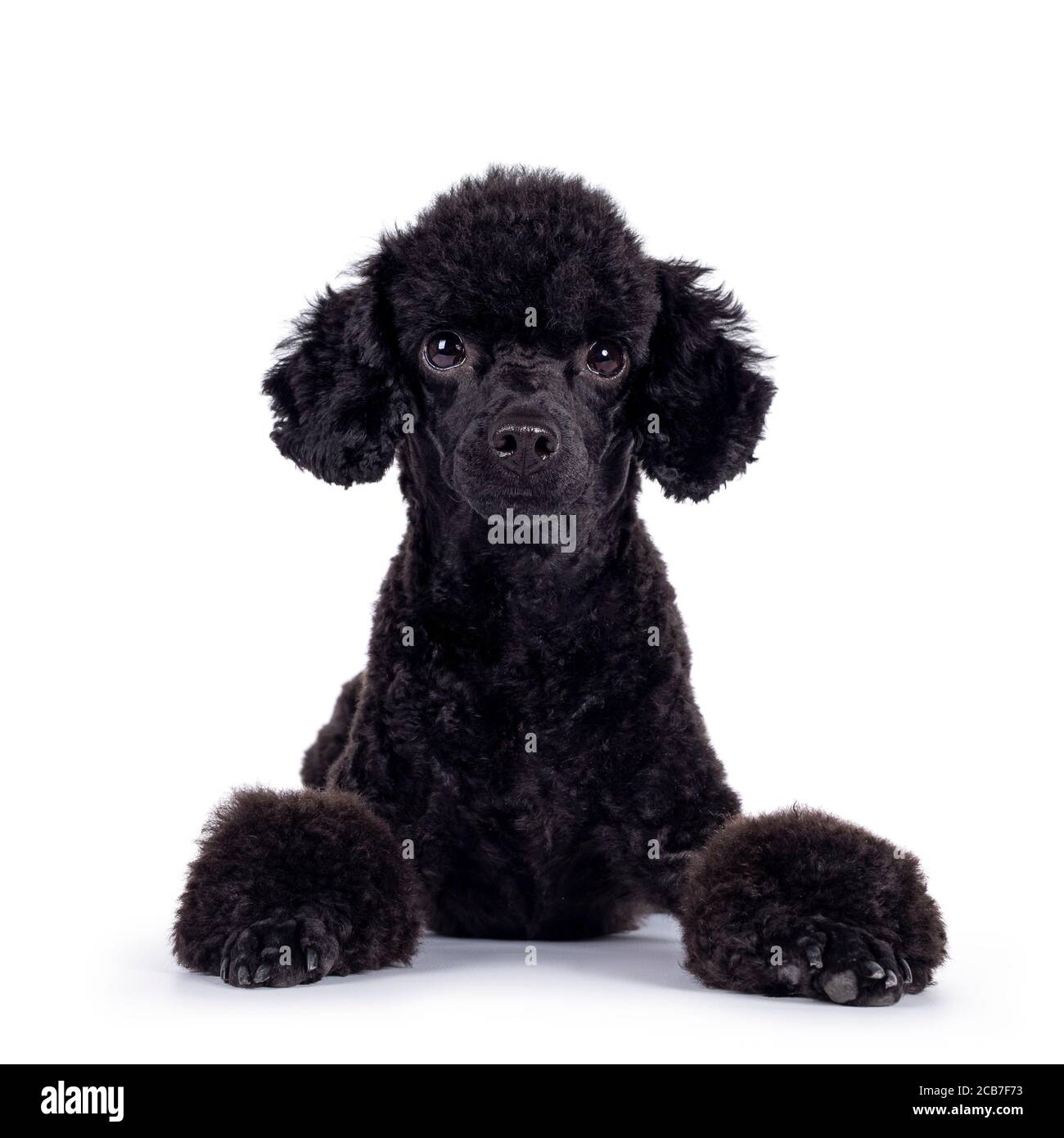 Cute black miniature poodle dog, laying down facing front. Looking straight to camera. Isolated on white background. Stock Photo