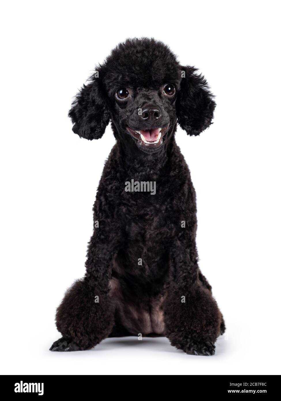 Cute black miniature poodle dog, sitting up facing front. Looking straight to camera. Isolated on white background. Mouth open. Stock Photo
