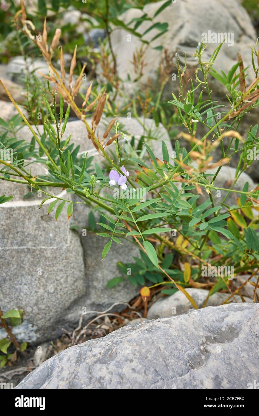 Galega officinalis close up with flowers and fruit Stock Photo