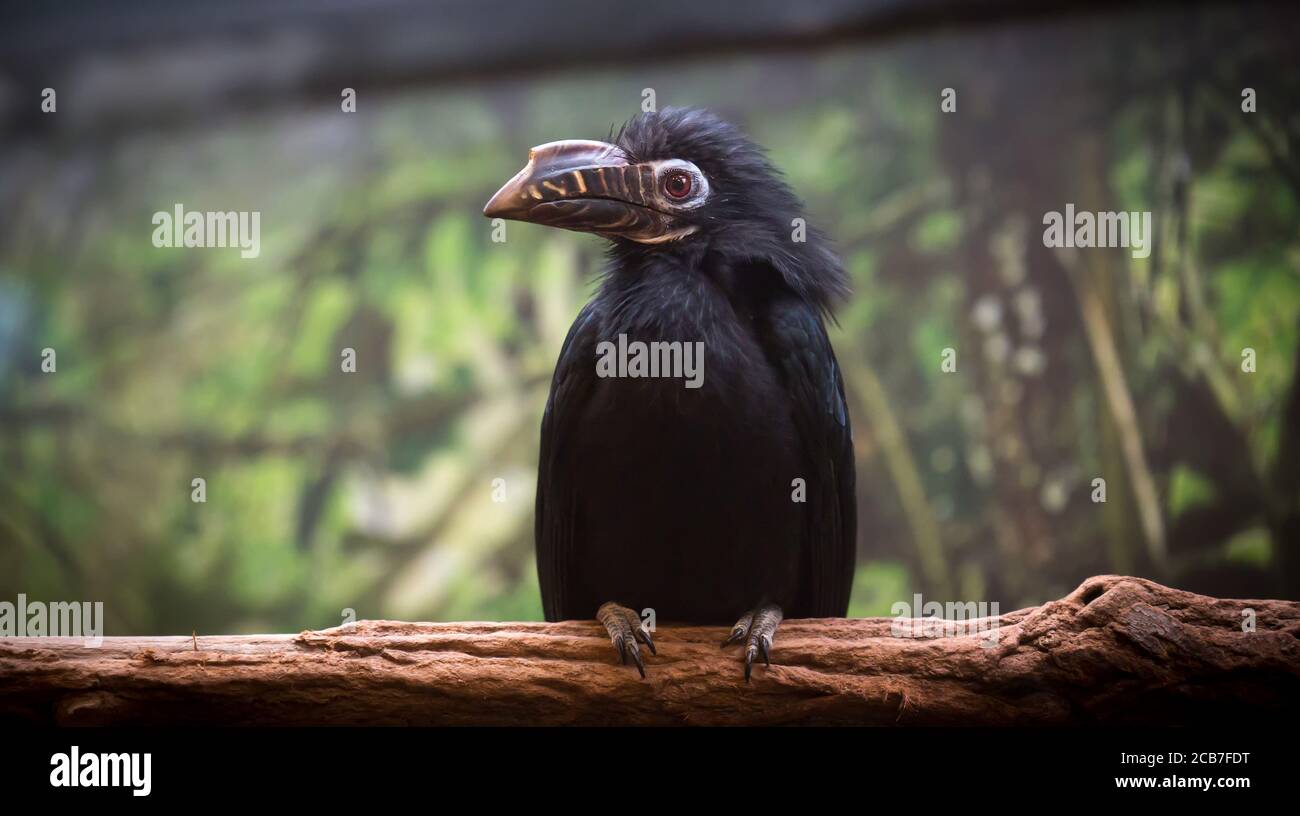 The black hornbill is a species of bird of the hornbill family Bucerotidae. It lives in Asia in Brunei Darussalam, Indonesia, Malaysia, Singapore, Tha Stock Photo