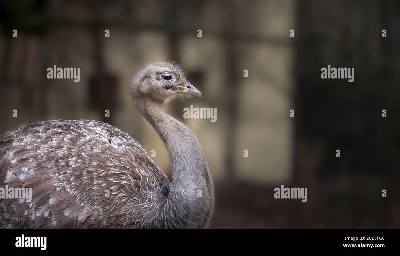 Lesser rhea hi-res stock photography and images - Alamy
