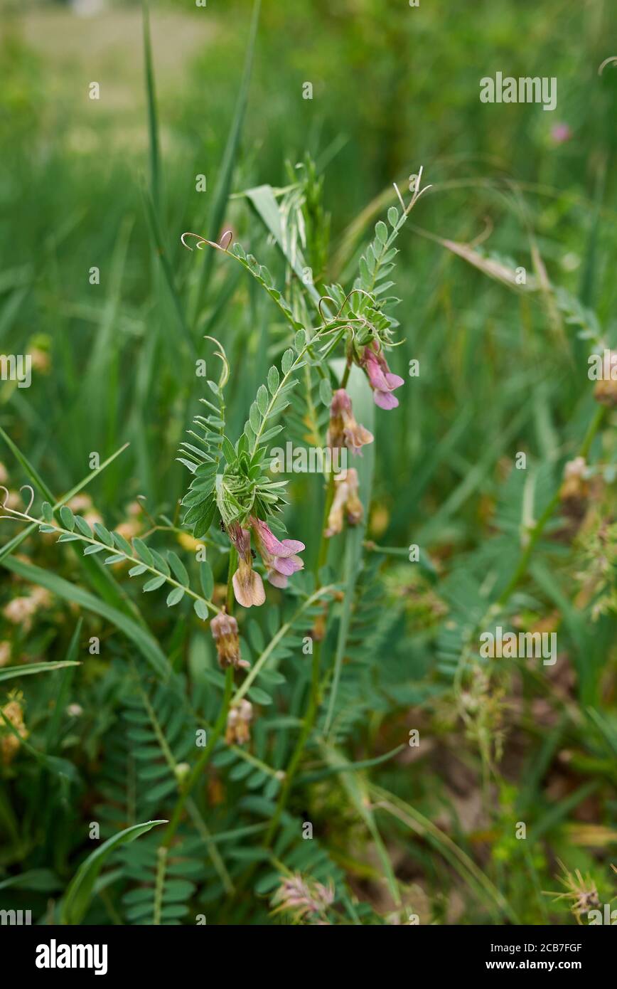 Vicia pannonica pink flowers and fresh seed pods Stock Photo