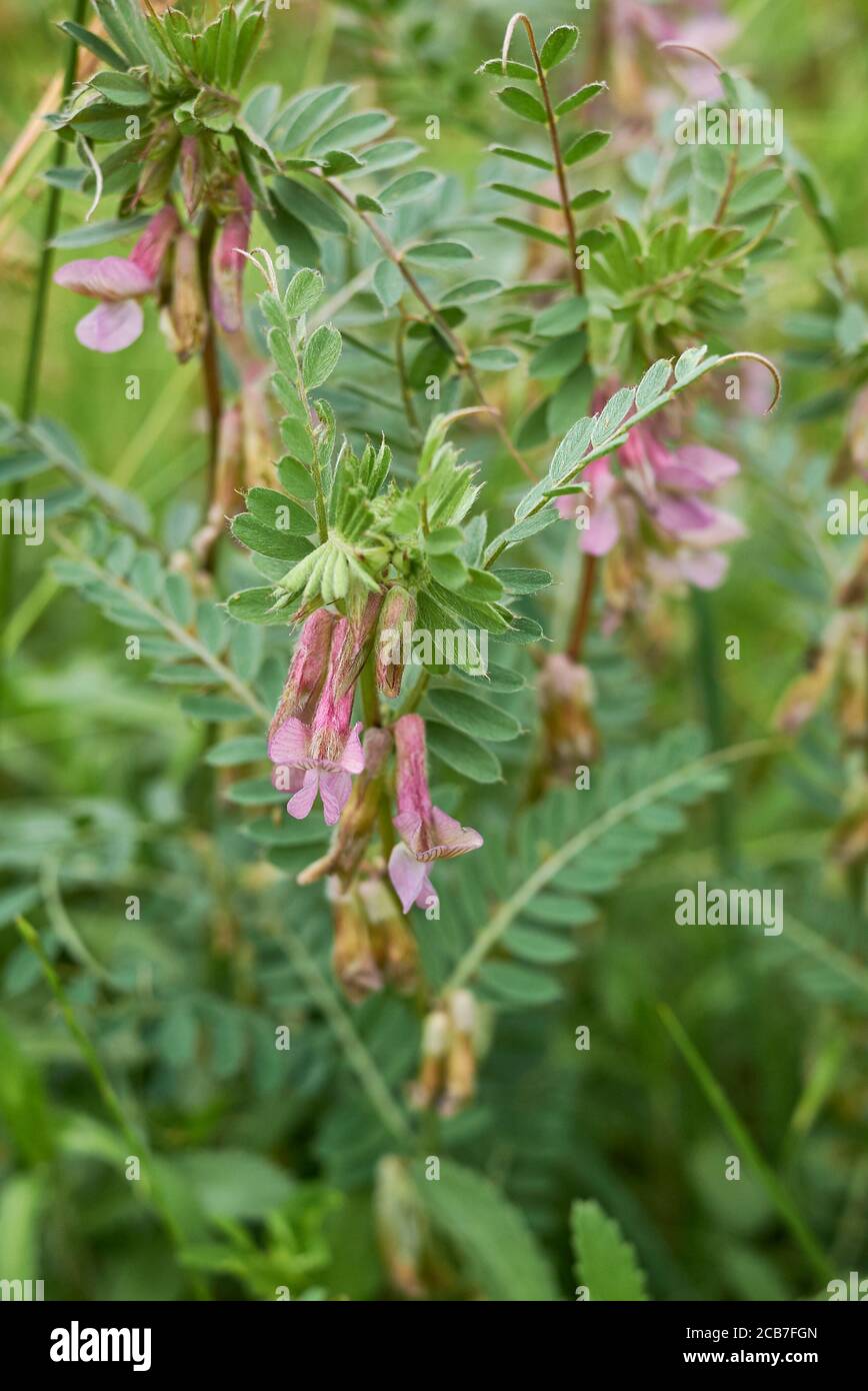 Vicia pannonica pink flowers and fresh seed pods Stock Photo