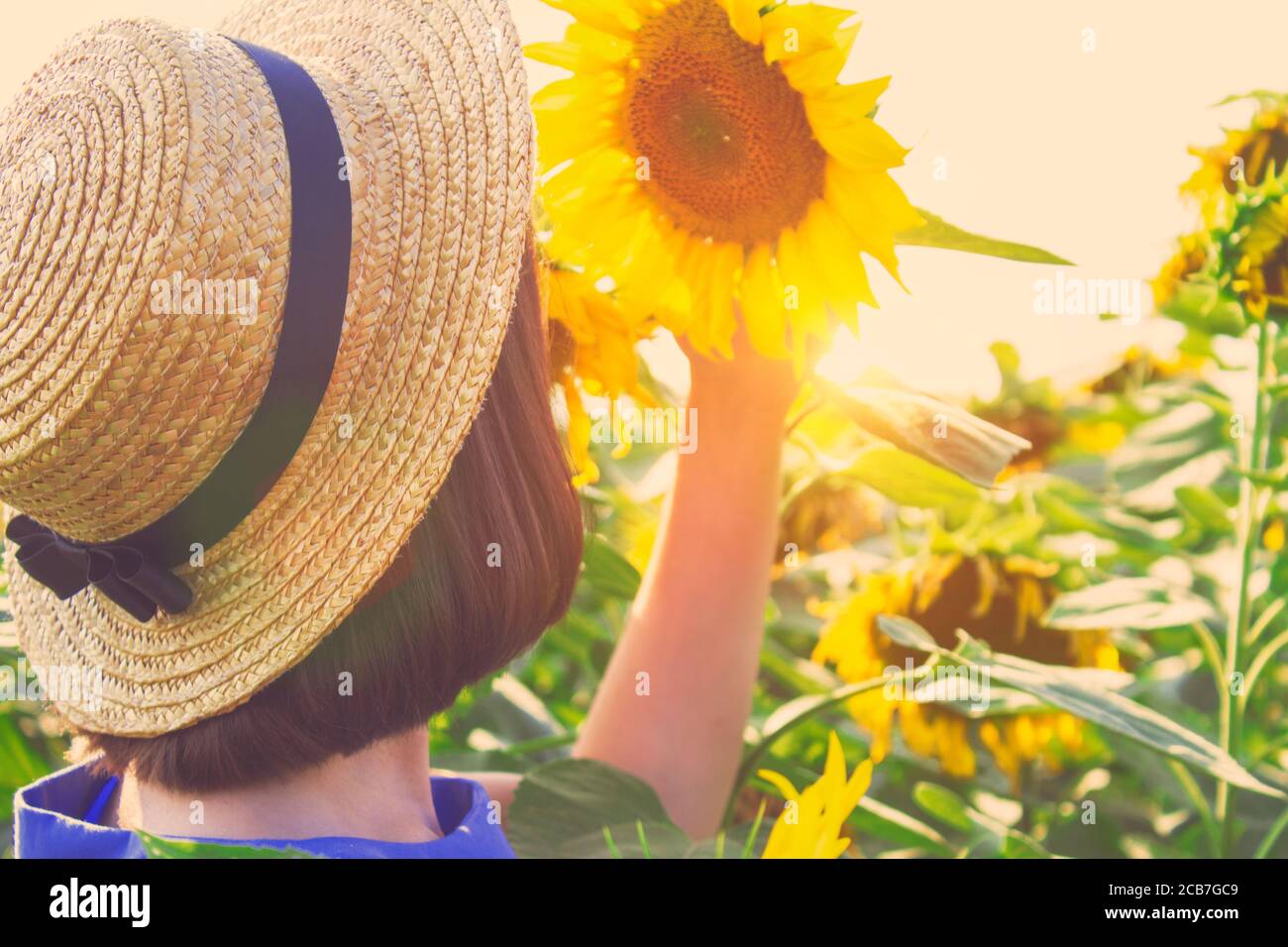 Girl in straw hat holding beautiful sunflower against sunflower field ...
