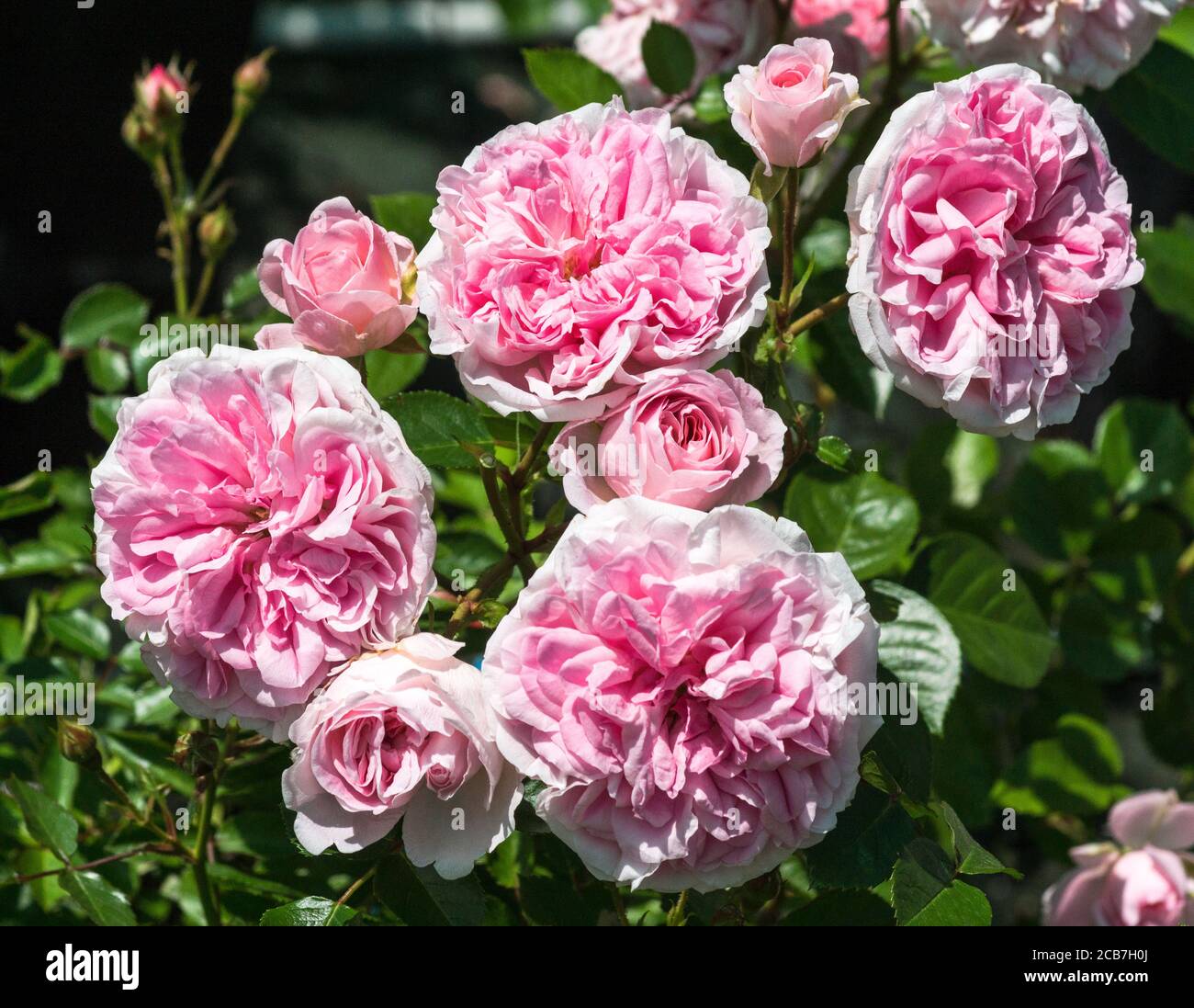 Bossa nova rose hi-res stock photography and images - Alamy