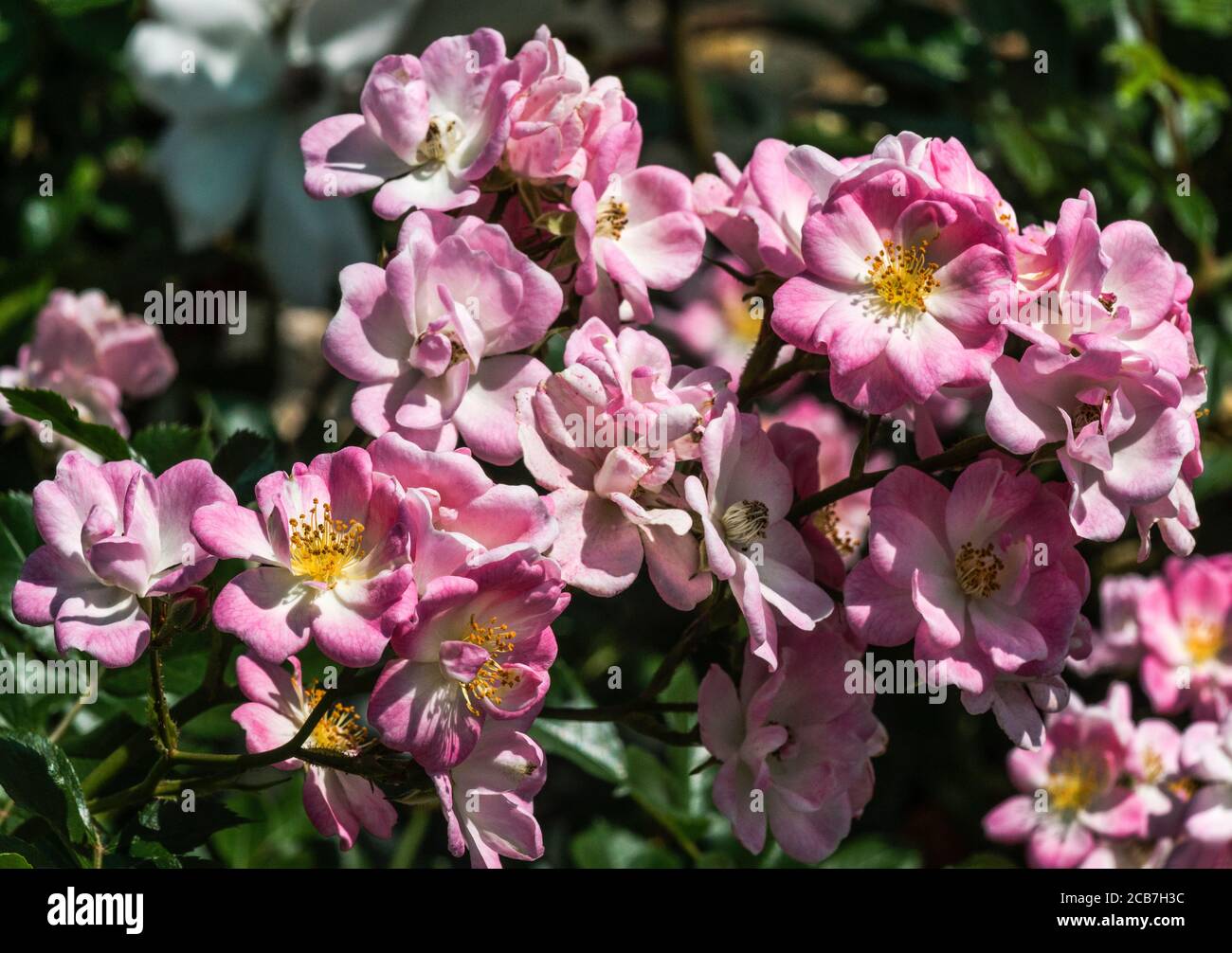 Stop And Smell The Roses High Resolution Stock Photography and Images -  Alamy
