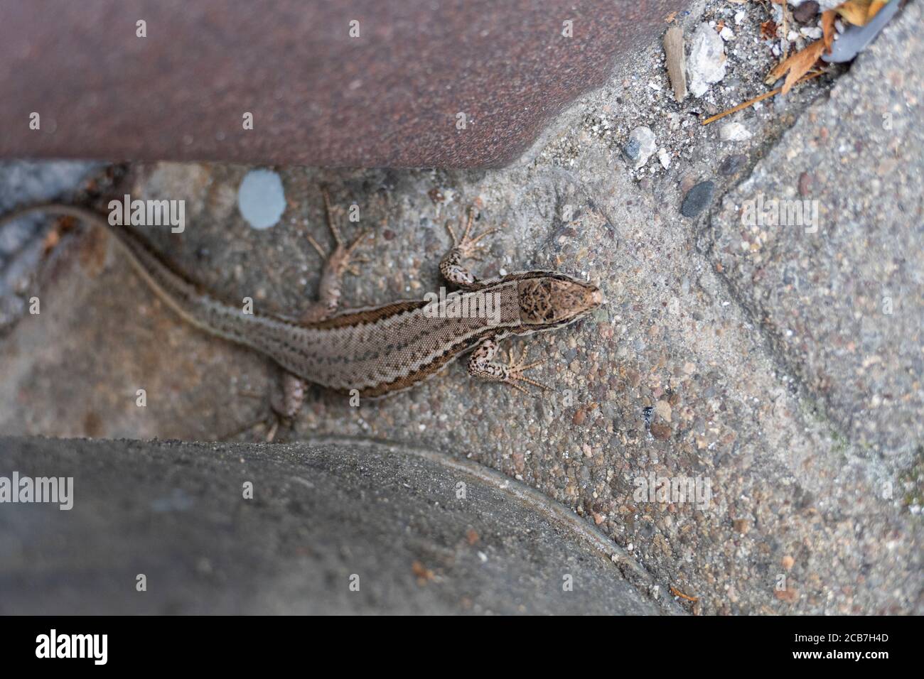 Ruinen Eidechse, kleine Echse schleicht am Boden entlang Stock Photo