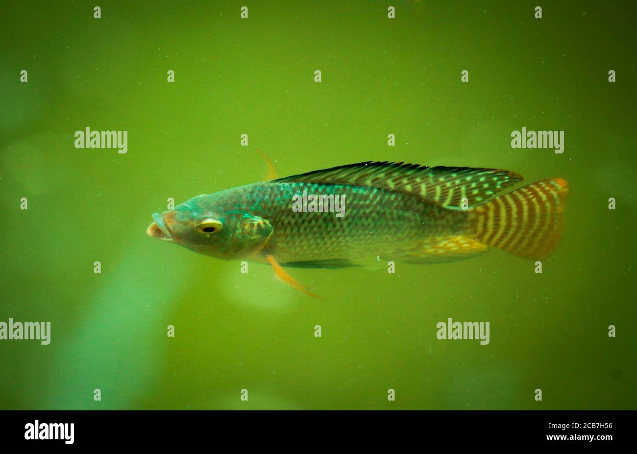 Green Tilapia fish swimming in a pond Stock Photo