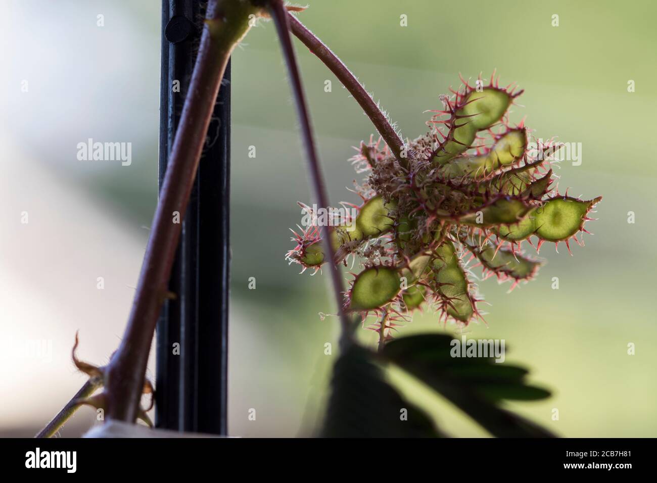Mimosa perdica seeds growing in spiky pods. Close up shy plant seeds ...