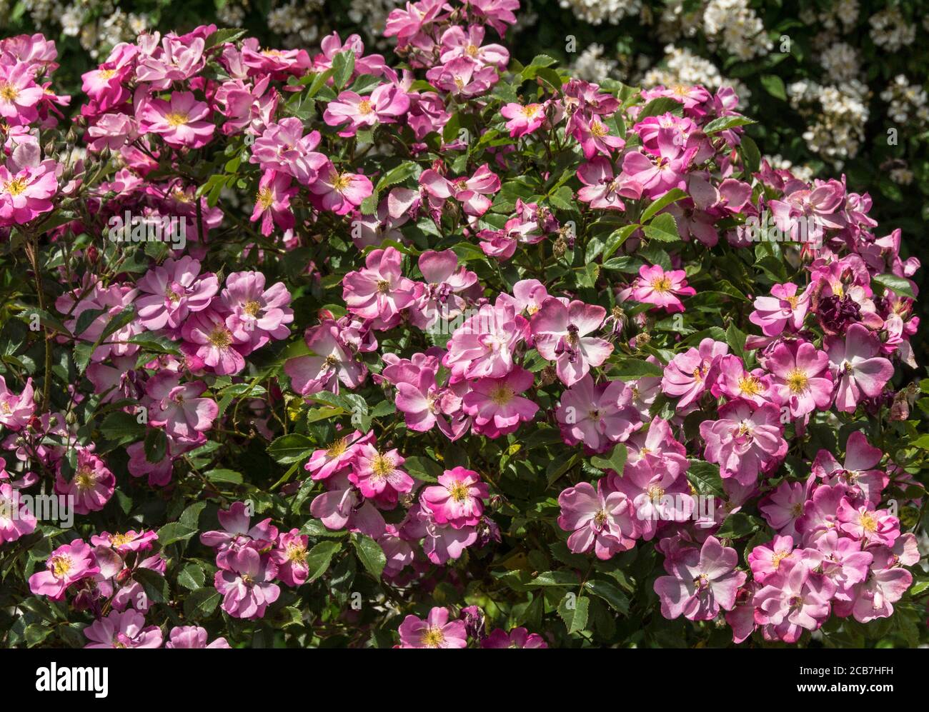 Rosa.Rose.Magic Carpet is a shrub / Bush rose Stock Photo Alamy