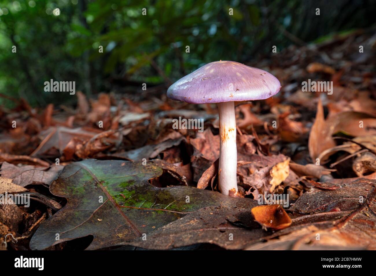 Spotted Cort or Viscid Violet Cort (Cortinarius iodes) - Pisgah National Forest, Brevard, North Carolina, USA Stock Photo