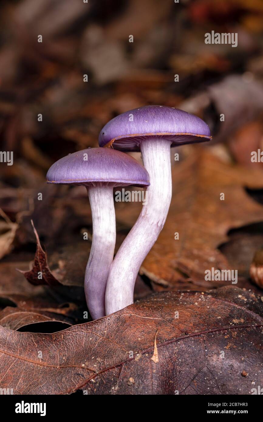 Spotted Cort or Viscid Violet Cort (Cortinarius iodes) - Pisgah National Forest, Brevard, North Carolina, USA Stock Photo