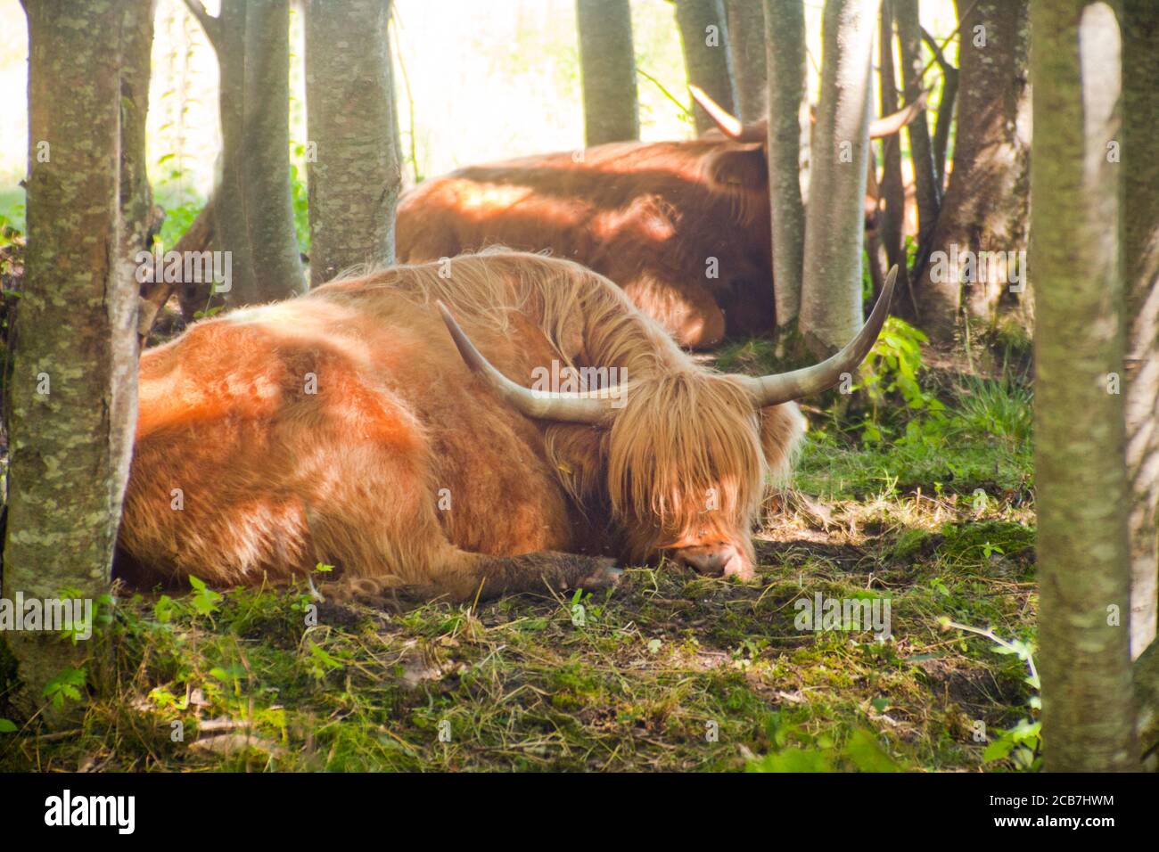 Close up of scottish highland cow at the forest. Sleeping Highland cattles. Scottish breed is a rustic cattle which has long horns and a long shaggy Stock Photo