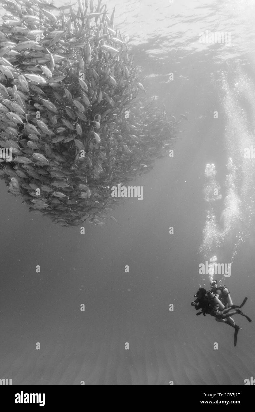 Underwater Fish Tornado