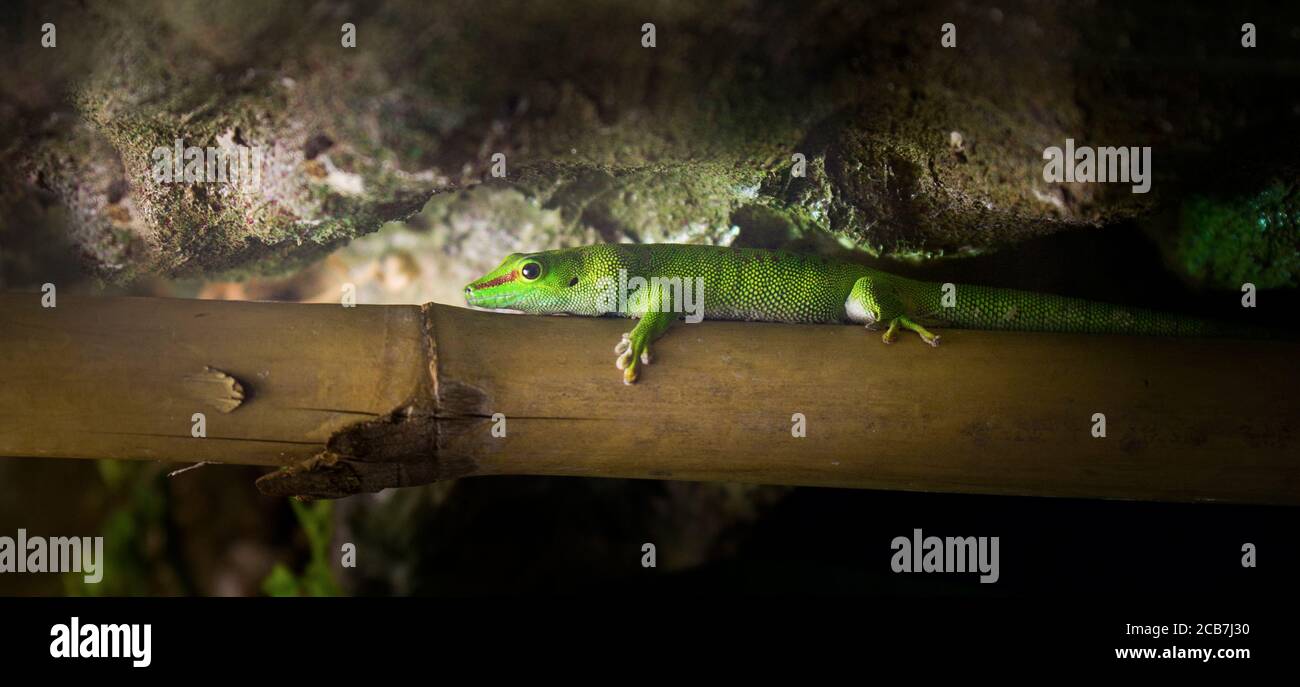 Gold dust day gecko Phelsuma laticauda lying on a banana tree branch, the best photo Stock Photo