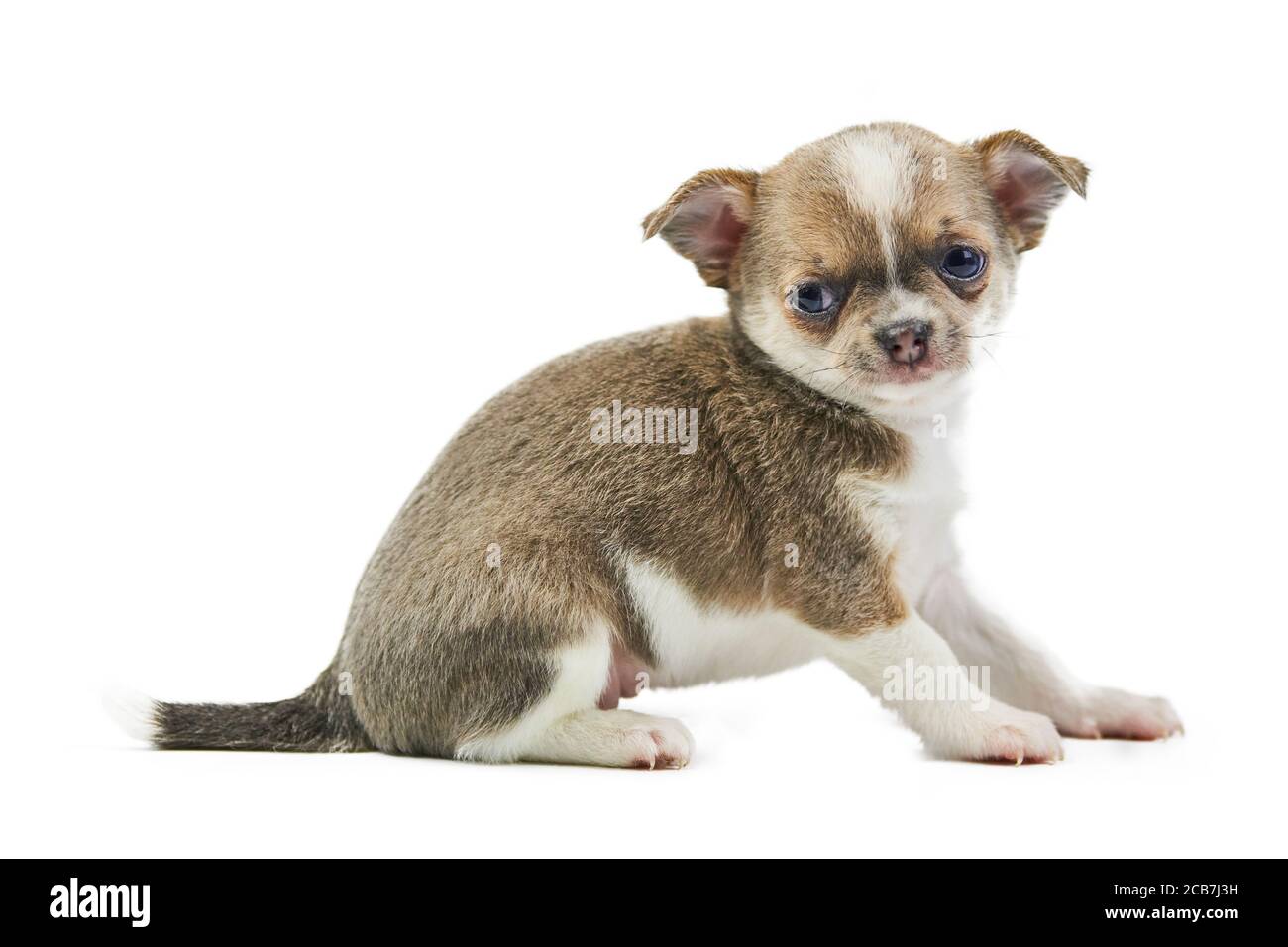 Chihuahua puppies, isolated. Little cute dog on white background ...