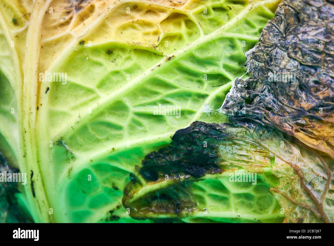 Rotten cabbage, macro, close up. Head of moldy cabbage. Unsuitable
