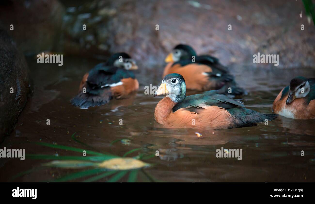 Maccoa duck Oxyura maccoa swims in a pond in spring, the best photo Stock Photo