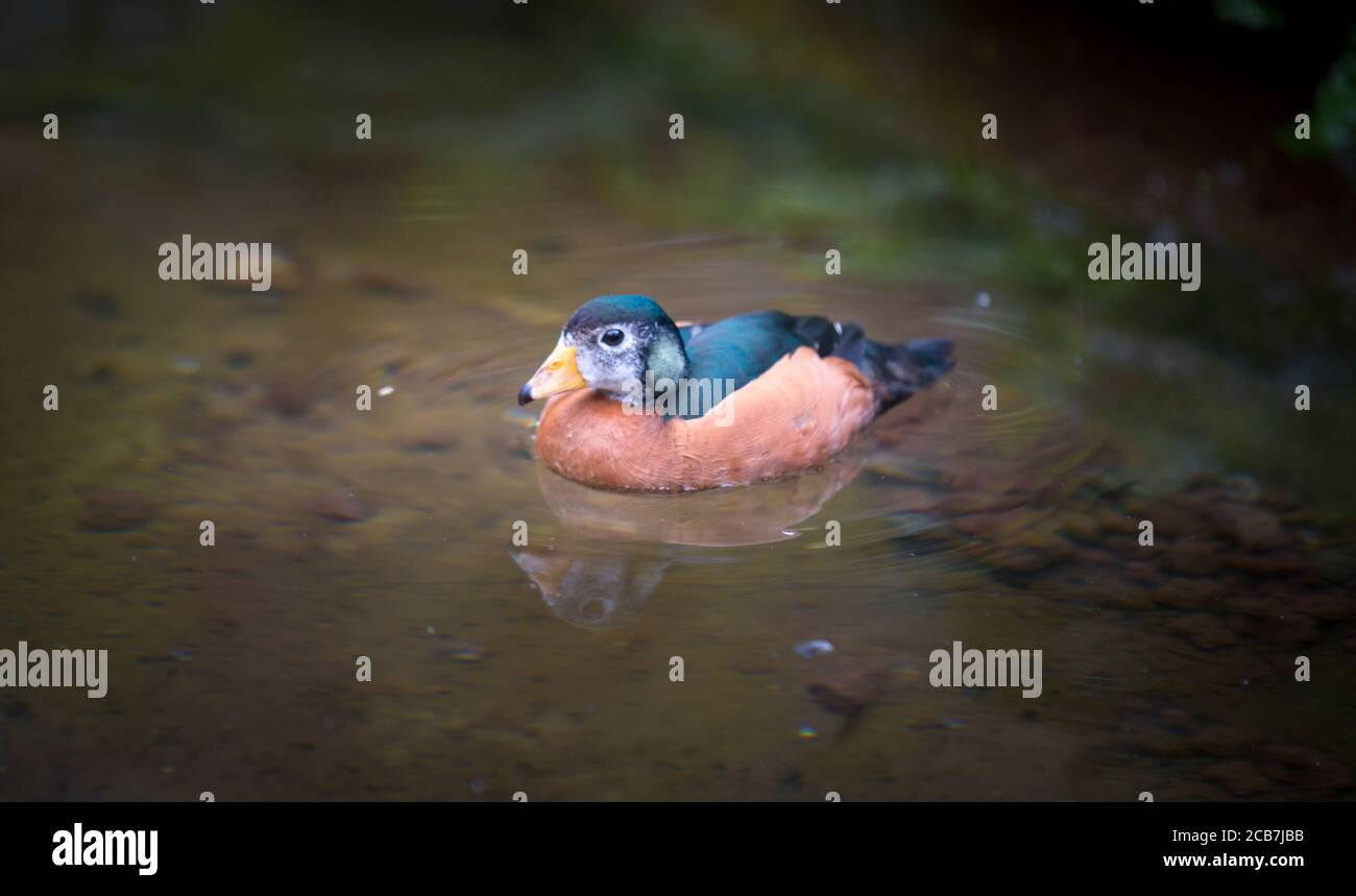 Maccoa duck Oxyura maccoa swims in a pond in spring, the best photo Stock Photo