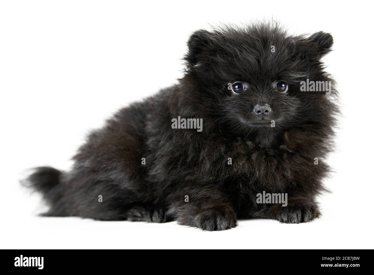Pomeranian Puppy Spitz Isolated Cute Black Pomeranian White Background Family Friendly Tiny Spitz Pom Dog Stock Photo Alamy